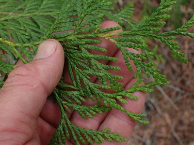 Thuja plicata, photographed by Shane Johnson