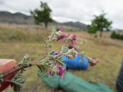 Dalea dorycnioides, photographed by Carlos Martorell