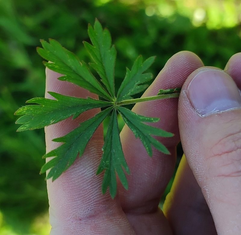 Potentilla longipes, photographed by Yurii Basov