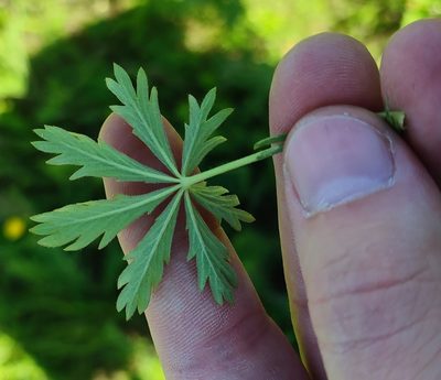 Potentilla longipes, photographed by Yurii Basov