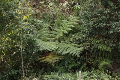 Sphaeropteris cooperi, photographed by Tony Rebelo