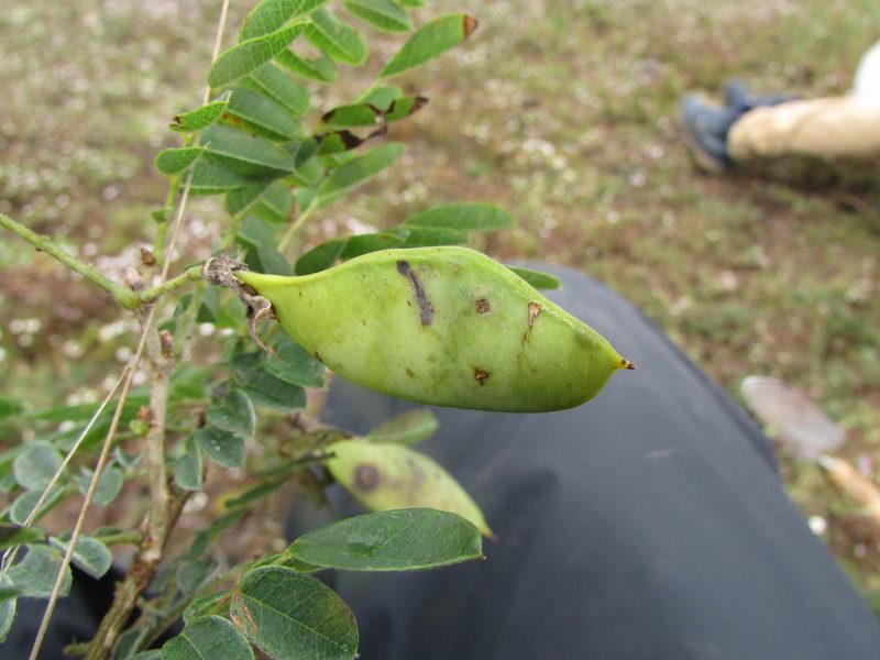 Brongniartia intermedia, photographed by Carlos Martorell