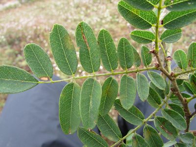 Brongniartia intermedia, photographed by Carlos Martorell