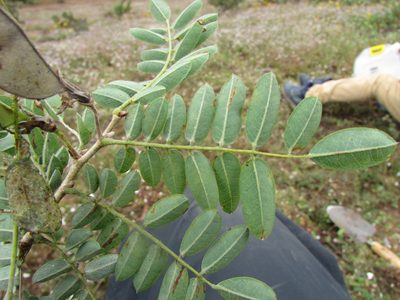 Brongniartia intermedia, photographed by Carlos Martorell
