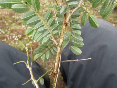 Brongniartia intermedia, photographed by Carlos Martorell