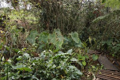 Colocasia esculenta, photographed by Tony Rebelo