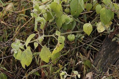 Physalis peruviana, photographed by Tony Rebelo