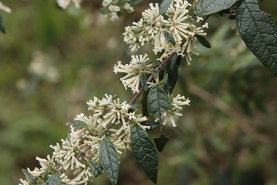 Buddleja auriculata, photographed by Tony Rebelo