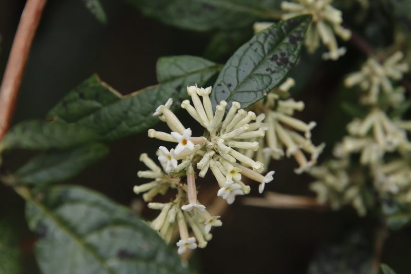 Buddleja auriculata, photographed by Tony Rebelo