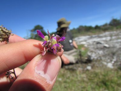 Dalea dorycnioides, photographed by Carlos Martorell
