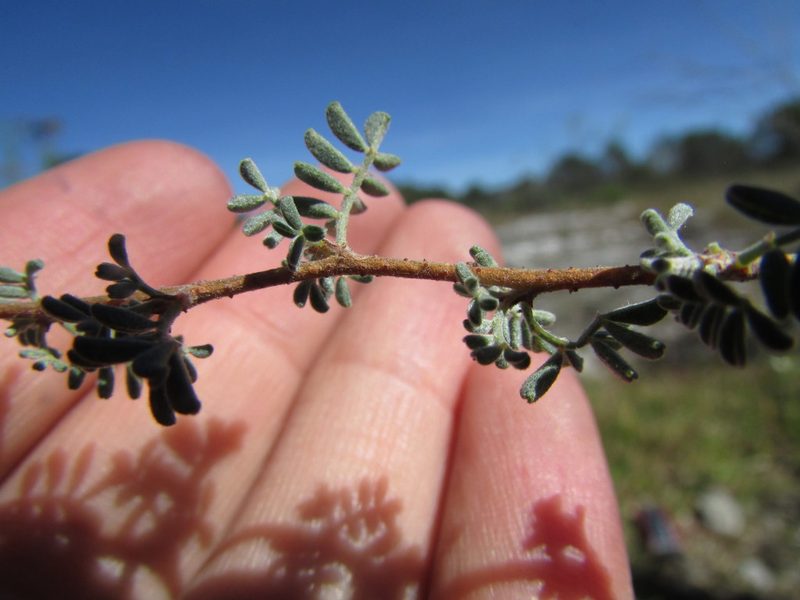 Dalea dorycnioides, photographed by Carlos Martorell