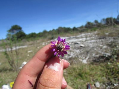 Dalea dorycnioides, photographed by Carlos Martorell