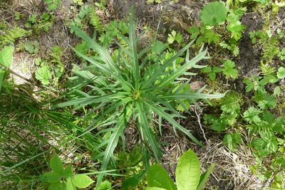 Cirsium heterophyllum, photographed by Татьяна Горбушина