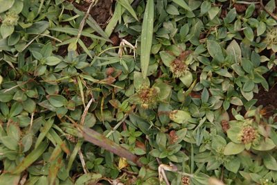 Richardia brasiliensis, photographed by Tony Rebelo