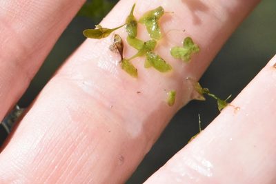 Lemna trisulca, photographed by Марина Садыкова