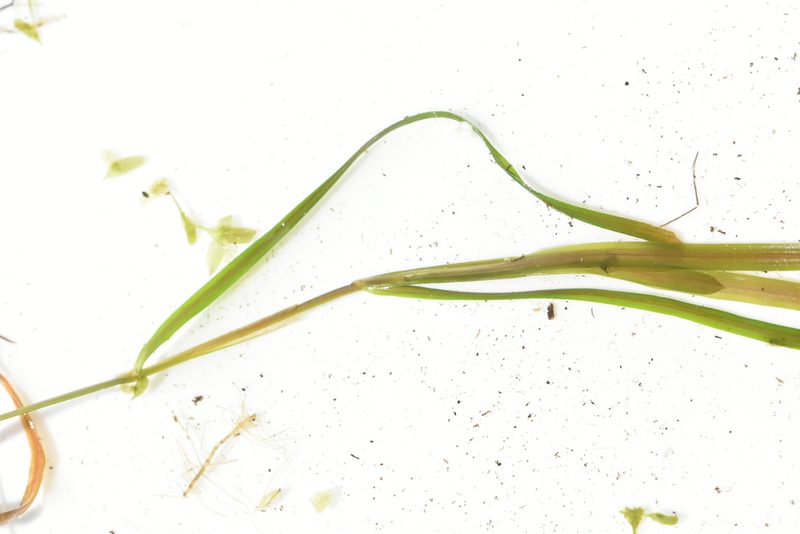 Potamogeton berchtoldii, photographed by Марина Садыкова