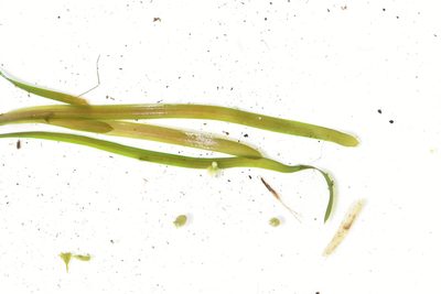 Potamogeton berchtoldii, photographed by Марина Садыкова