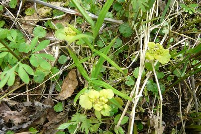 Chrysosplenium alternifolium, photographed by Татьяна Горбушина