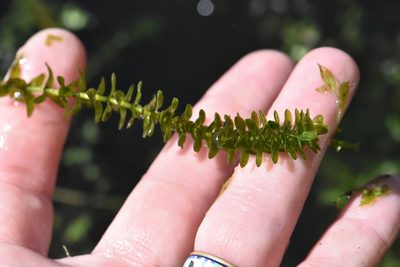 Elodea canadensis, photographed by Марина Садыкова