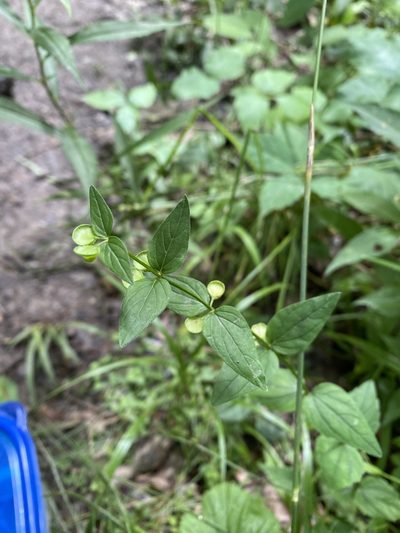 Scutellaria nervosa, photographed by Emily Franzen
