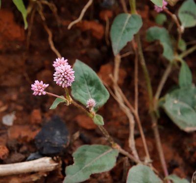 Persicaria capitata, photographed by Tony Rebelo