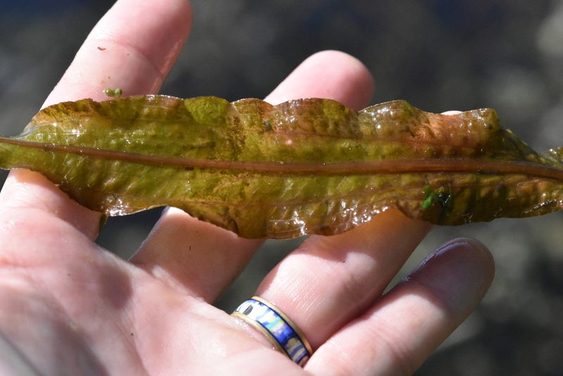 Potamogeton lucens, photographed by Марина Садыкова