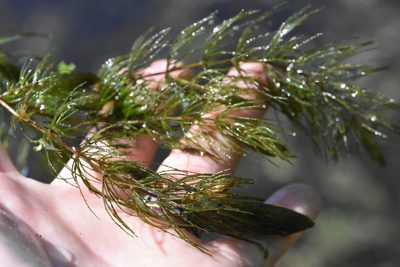 Ceratophyllum demersum, photographed by Марина Садыкова