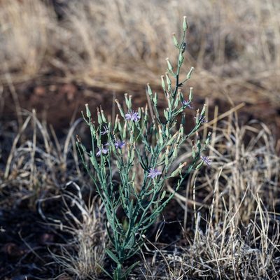 Stephanomeria pauciflora, photographed by Andrew Tree
