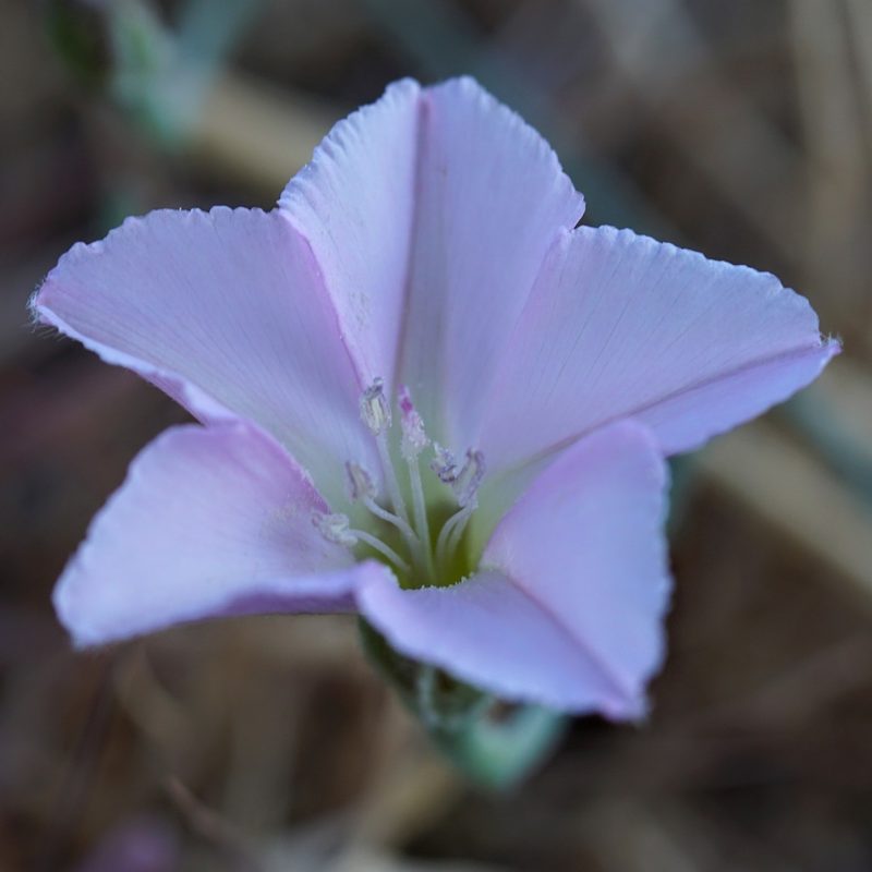 Convolvulus equitans, photographed by Andrew Tree