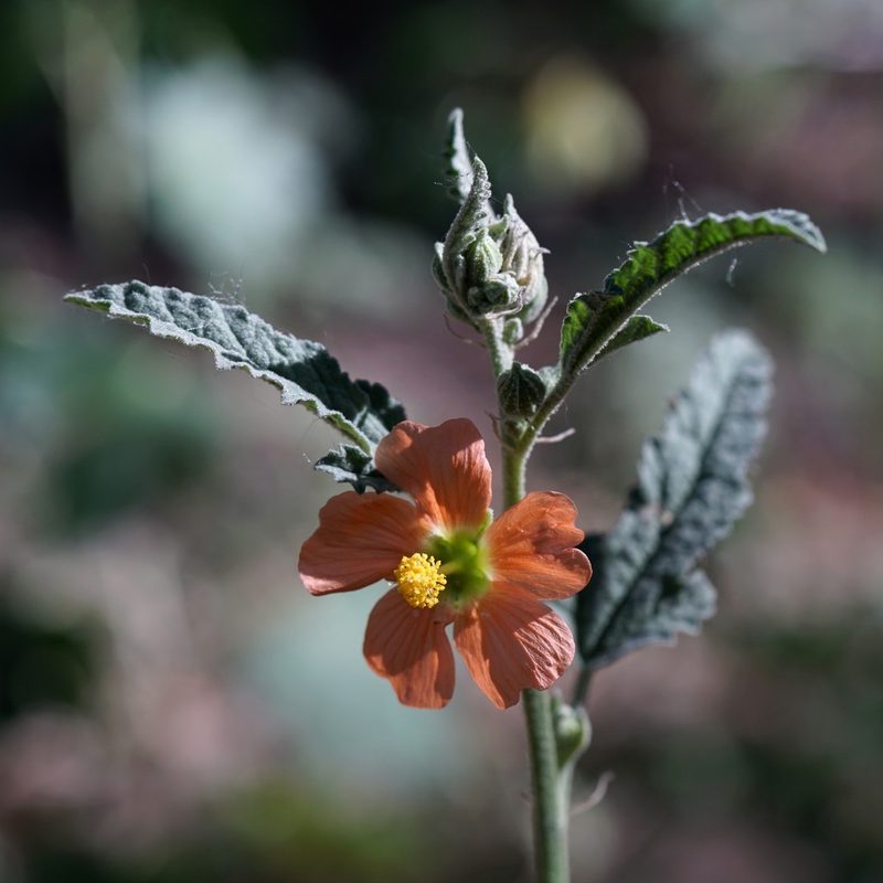 Sphaeralcea angustifolia, photographed by Andrew Tree