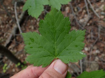 Acer glabrum, photographed by Shane Johnson