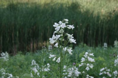 Penstemon digitalis, photographed by Tanya Riseman