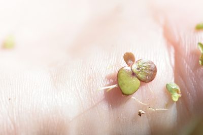 Spirodela polyrhiza, photographed by Марина Садыкова