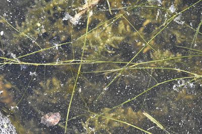 Potamogeton trichoides, photographed by Марина Садыкова