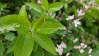 Lonicera tatarica, photographed by Lena Perova