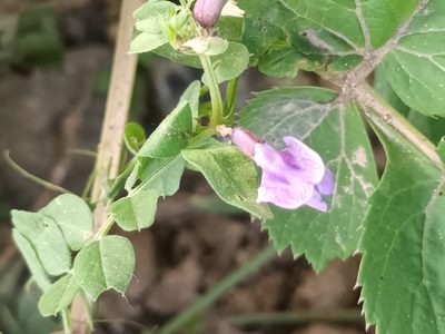 Vicia sepium, photographed by alcesevropsky