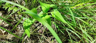 Polygonatum odoratum, photographed by Yurii Basov