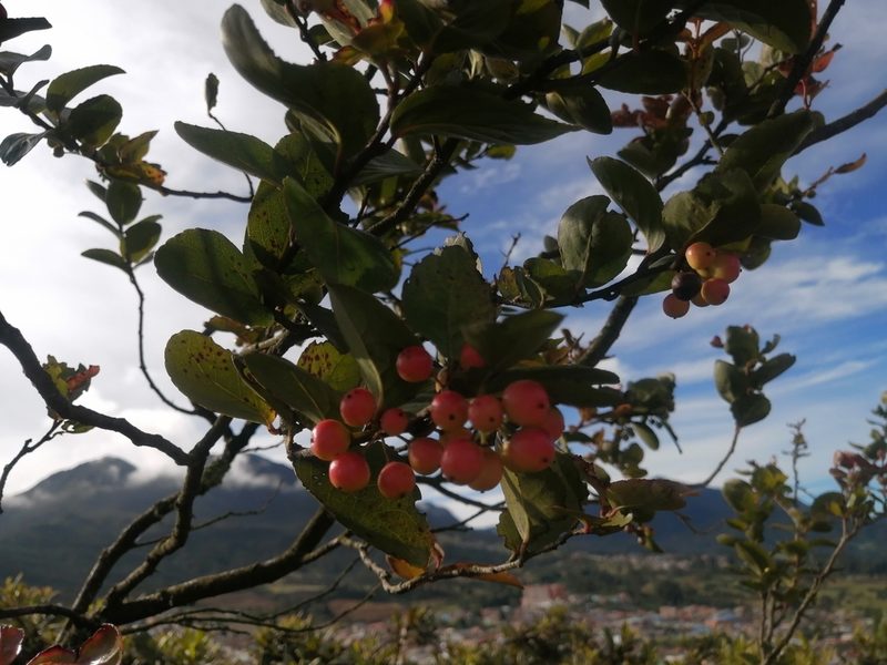Xylosma spiculifera, photographed by GERMAN LEONEL SARMIENTO CRUZ