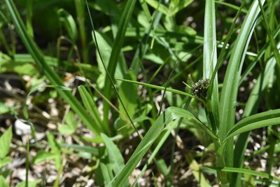 Scirpus sylvaticus, photographed by Марина Садыкова