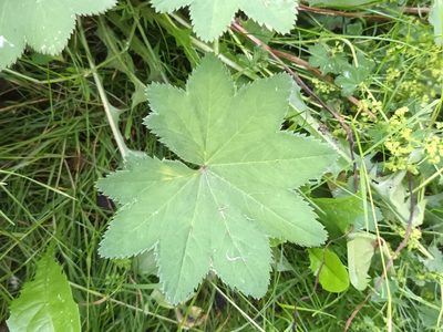 Alchemilla vulgaris