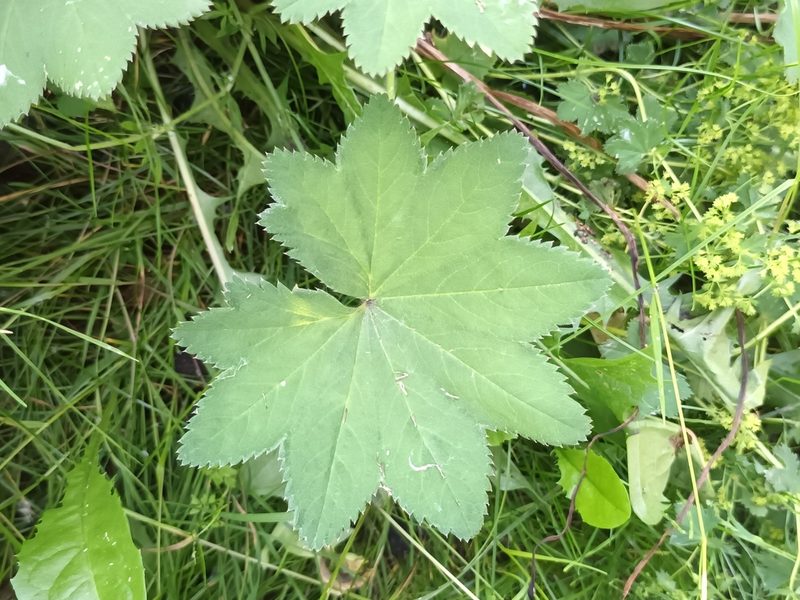 Alchemilla vulgaris, photographed by alcesevropsky