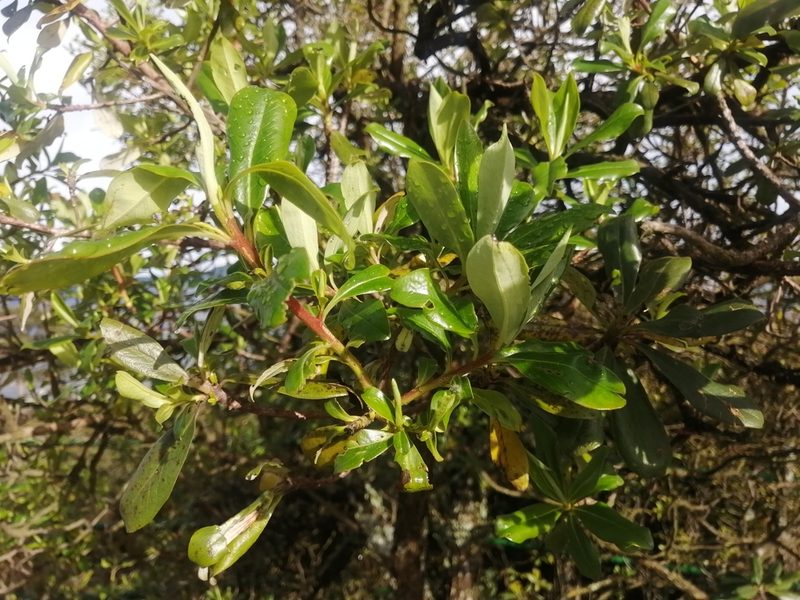 Escallonia discolor, photographed by GERMAN LEONEL SARMIENTO CRUZ