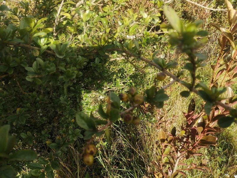 Duranta mutisii, photographed by GERMAN LEONEL SARMIENTO CRUZ
