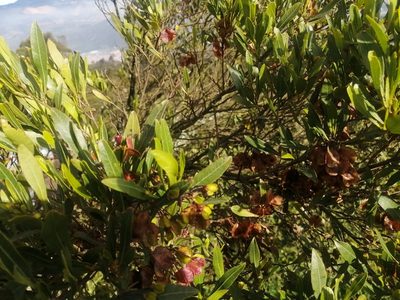 Dodonaea viscosa, photographed by GERMAN LEONEL SARMIENTO CRUZ