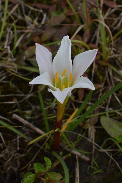 Zephyranthes simpsonii, photographed by Daniel McNair