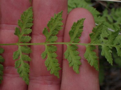 Cystopteris fragilis, photographed by Shane Johnson