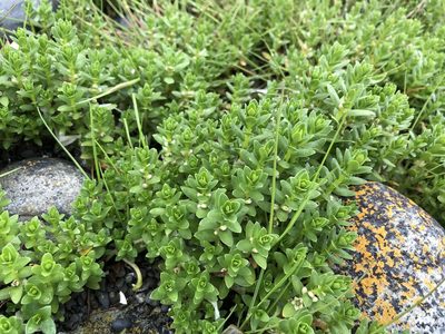 Lysimachia maritima, photographed by Hannah Hickli