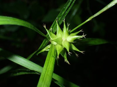 Carex intumescens, photographed by John Baur