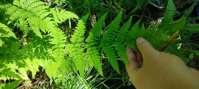 Dryopteris carthusiana, photographed by Yurii Basov