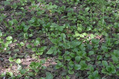 Pyrola rotundifolia, photographed by Марина Садыкова
